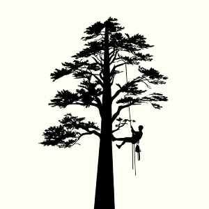 sumter tree services tree arborist sumter-tree-services-tree-arborist