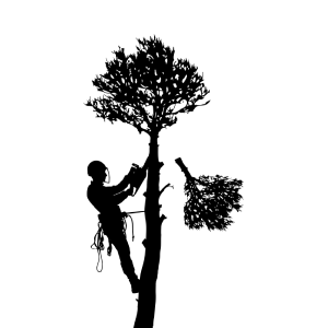 sumter tree services tree branch trimming sumter-tree-services-tree-branch-trimming