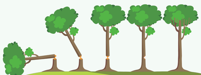 sumter tree services tree chopped tree sumter-tree-services-tree-chopped-tree