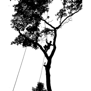 sumter tree services tree climbing sumter-tree-services-tree-climbing