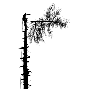 sumter tree services tree cut sumter-tree-services-tree-cut