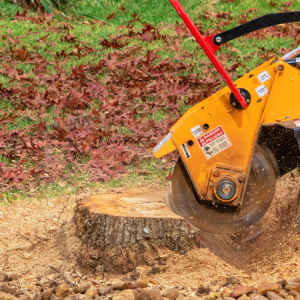 tree removal sumter sc stump grinding tree-removal-sumter-sc-stump-grinding
