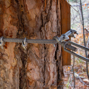 tree removal sumter sc tree cabling tree-removal-sumter-sc-tree-cabling