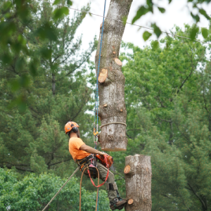 tree removal sumter sc tree removal tree-removal-sumter-sc-tree-removal