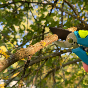 tree removal sumter sc tree trimming tree-removal-sumter-sc-tree-trimming