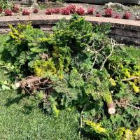 sumter-tree-services-brush-removal