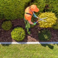 sumter-tree-services-bush-trimming