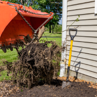 sumter-tree-services-shrub-removal