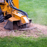 sumter-tree-services-stump-removal