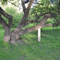 sumter-tree-services-tree-cabling