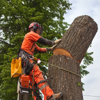 sumter-tree-services-tree-removal